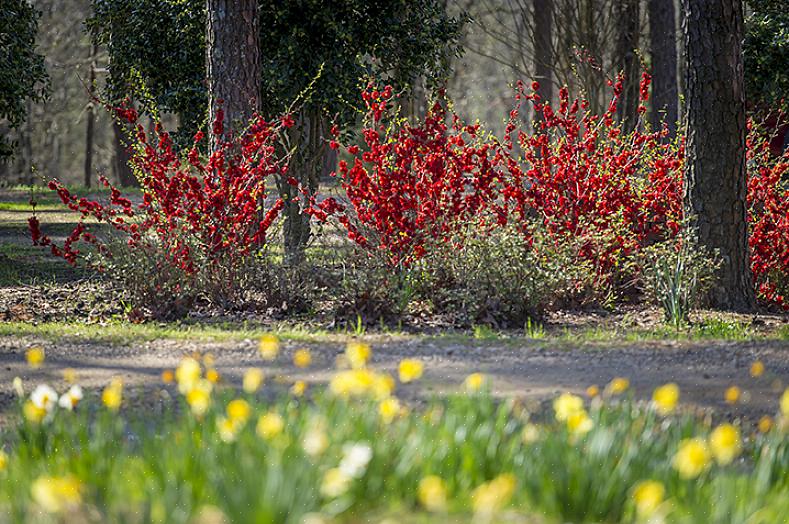 U kunt het bewaren om volgend jaar te zaaien of strategisch zelf zaaien in andere delen van uw tuin