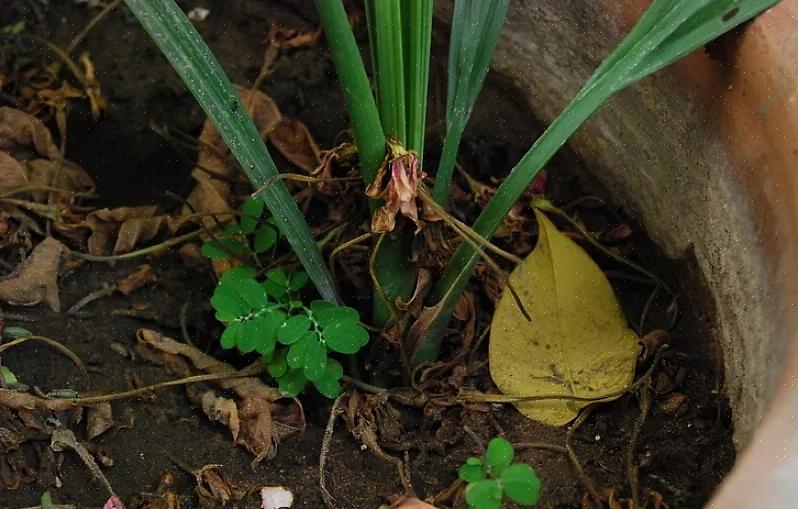 Gezonde planten zullen zich sneller vestigen