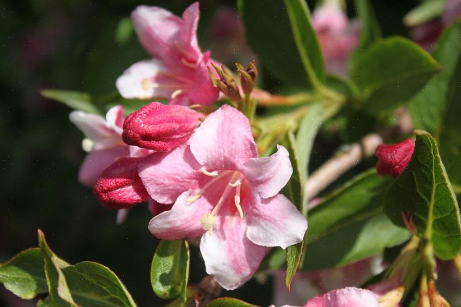 Weigela-heesters zijn in feite een van de planten die vatbaar zijn voor de schimmel Verticillium verwelking