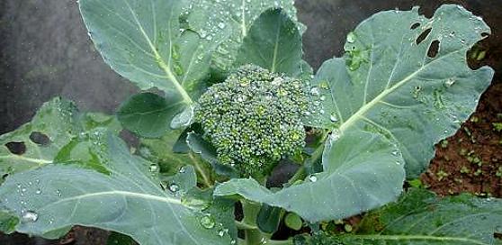 Broccolivariëteiten die productief zijn in het verzenden van deze zijscheuten