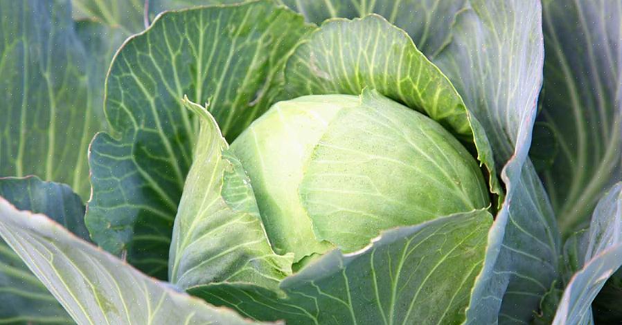 Koolplanten zijn biënnales