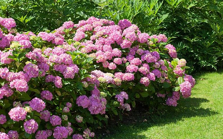 Bij sommige biënnales kun je bloemen krijgen in het eerste groeiseizoen als ze vroeg genoeg zaaien