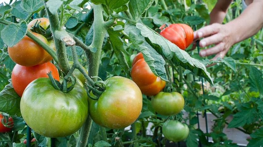 Oogst de buitenste bladeren waarvan de plant ongeveer 10 centimeter hoog is
