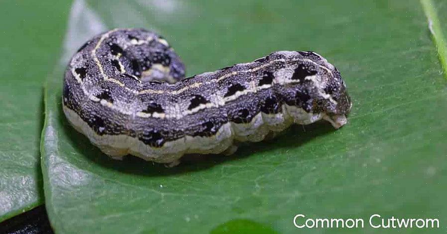Cutworms zijn het larvale stadium van grote