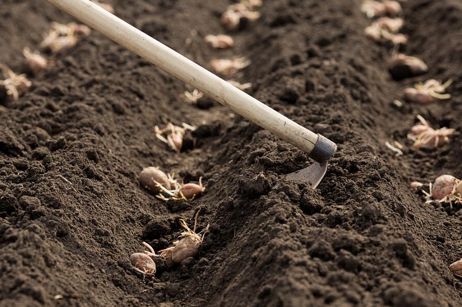Aardappelen groeien niet trouw aan zaad of leveren niet hetzelfde type plant op als ze worden gekweekt