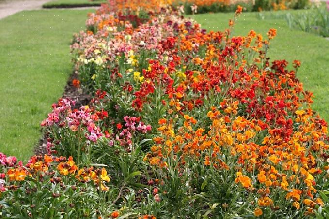 Om muurbloemen uit zaad te kweken