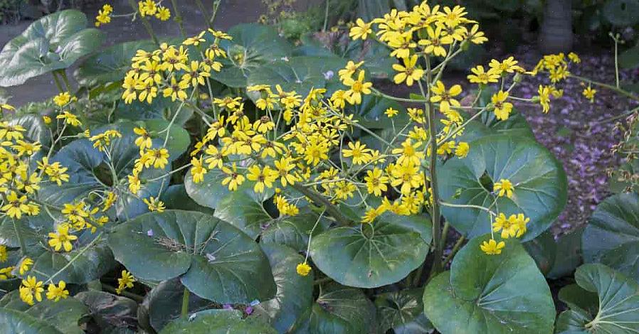 Een van de meer populaire cultivars van luipaardplanten is 'Britt-Marie Crawford'