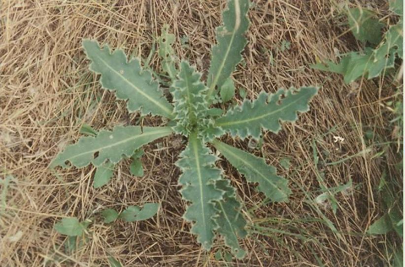 Het aantal inheemse planten dat wordt bedreigd doordat dergelijk schadelijk onkruid hun wilde leefgebieden