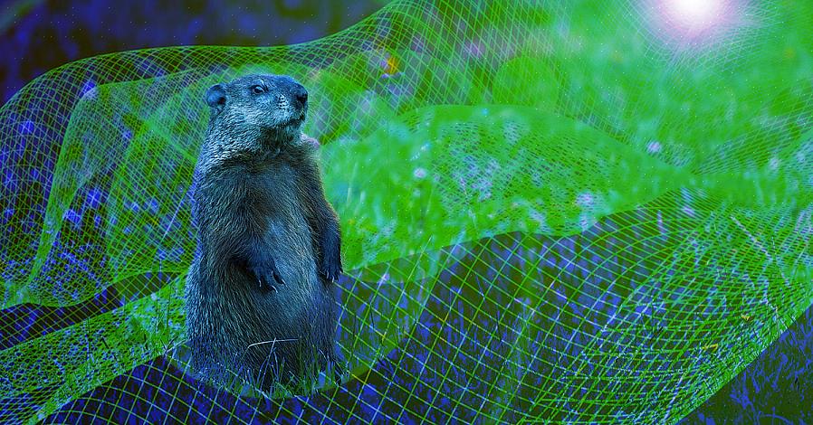 Is door planten te kweken die groundhogs niet eten