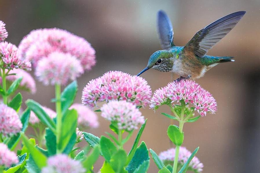 En in feite is een vogelbad vaak de slechtste keuze voor kolibriewater