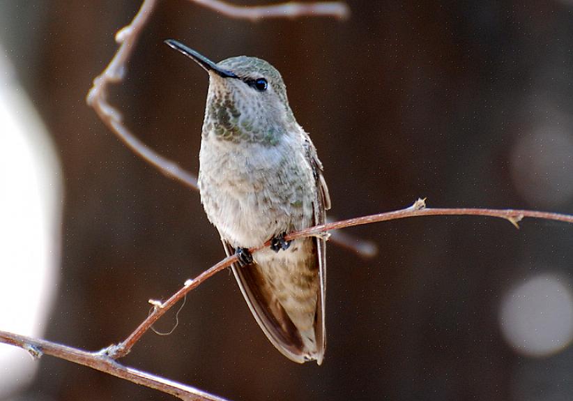 De vogels gebruiken verschillende zitstokken op verschillende tijdstippen van de dag