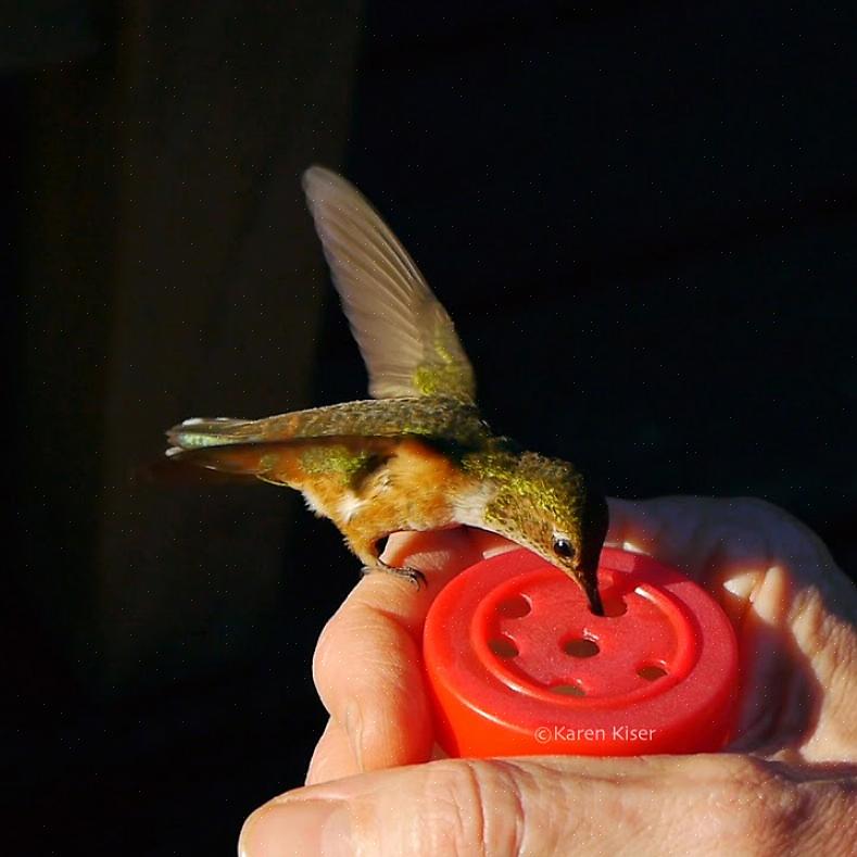 Houd altijd de veiligheid van de vogels in gedachten als u kolibries met de hand voedt