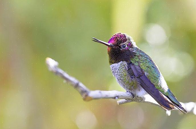 Maar het is mogelijk om hun geluiden te leren om deze kleine vogels te identificeren