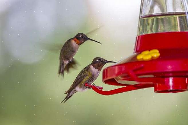 Breedstaartkolibrie ID-tips Ruby-throated kolibrie habitat