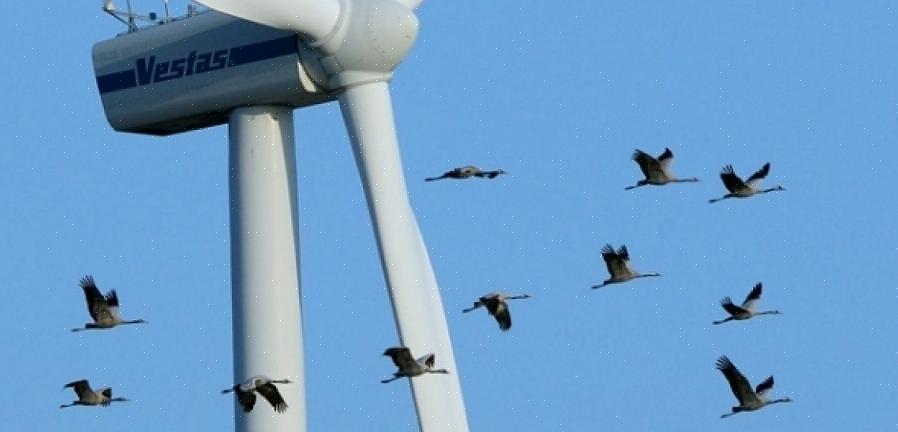 Kunnen die vogels echter helpen beter uitgerust te zijn voor een succesvolle vlucht