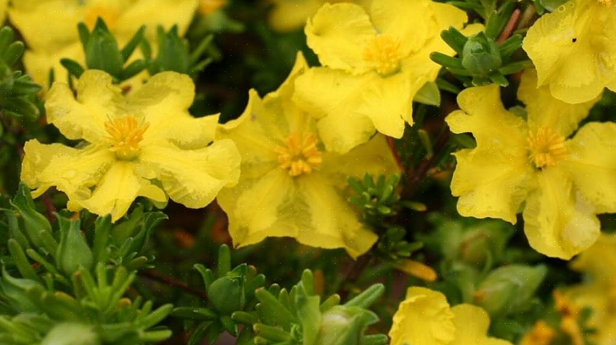 Het rozenspecimen in deze tuin is 'Golden Wings'
