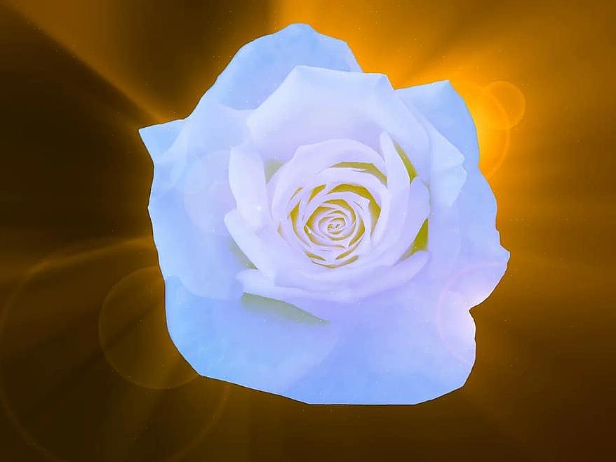 De gouden torenspitsen in het midden van de foto zijn lupineplanten