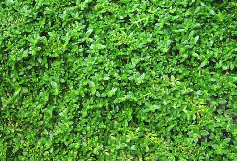 Gebruik droogtetolerante bodembedekkers alleen of in combinatie met andere watergewijze planten