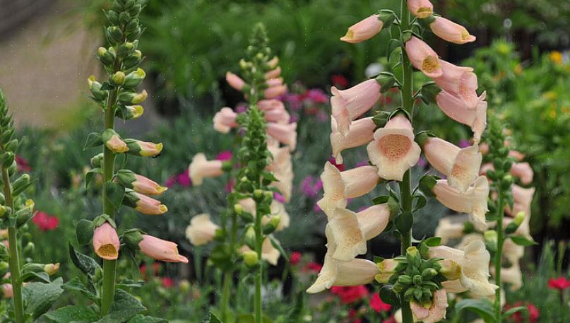 Veel planten kunnen alleen in de volle schaduw overleven