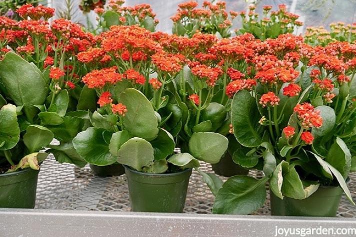 Met grote bloemhoofdjes in verschillende kleuren