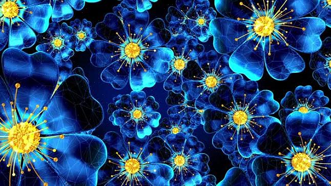 Maar Blue Hill is een vaste plant in regio's waar Victoria Blue als eenjarige moet worden behandeld