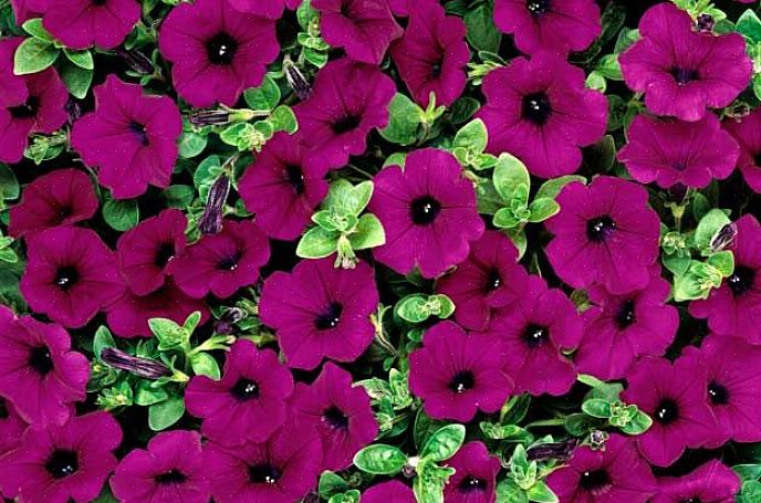Compacte groeiwijze van deze petunia werkt goed aan de voorkant van de border
