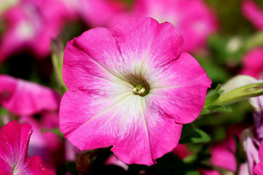Deze onderhoudsarme bloemen schudden de barre omstandigheden van bestrating