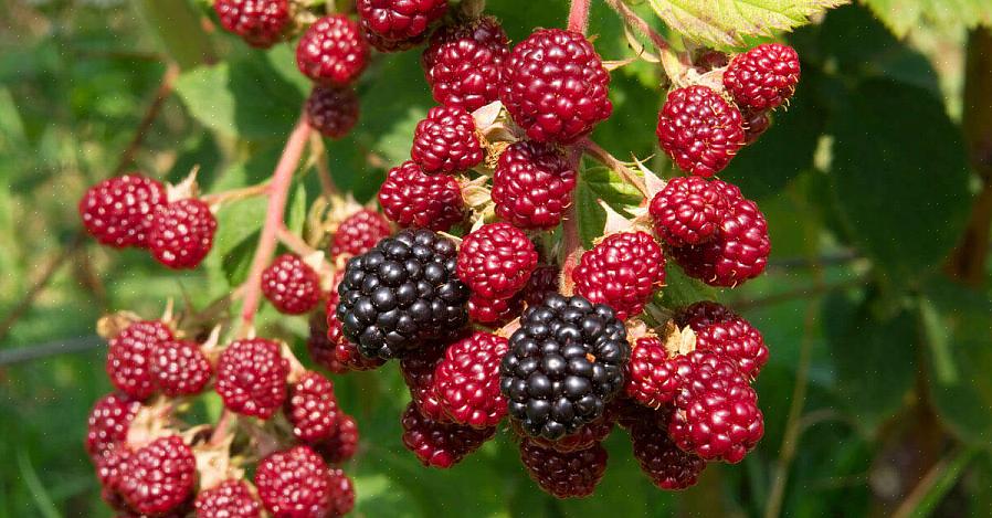 Zomerdragende (floricane) frambozen zorgen voor één grote oogst