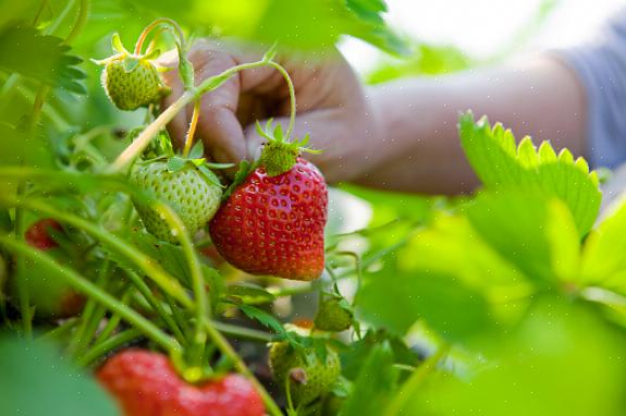 Altijd dragende biologische aardbeiplanten produceren fruit van de late lente tot de vroege herfst