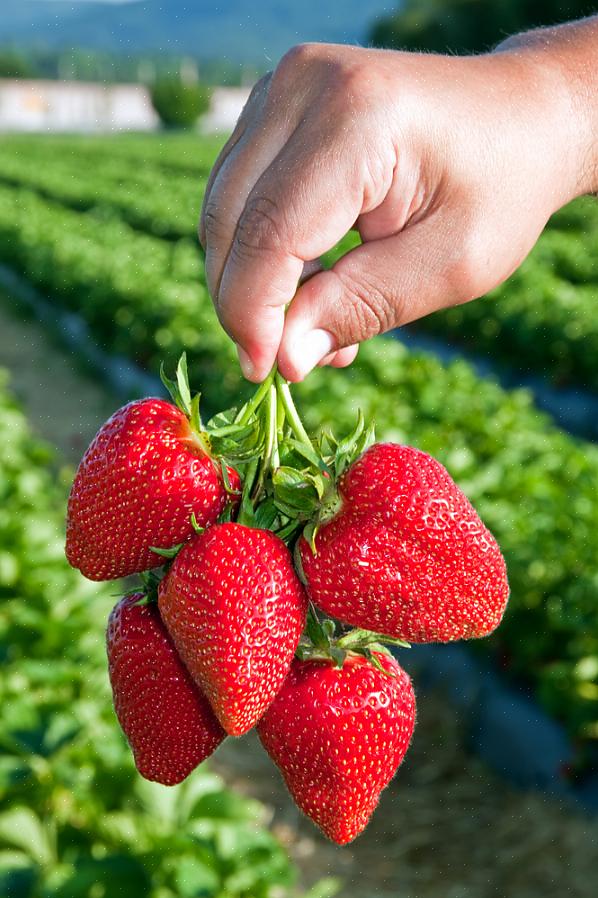 Waarom biologische aardbeien telen