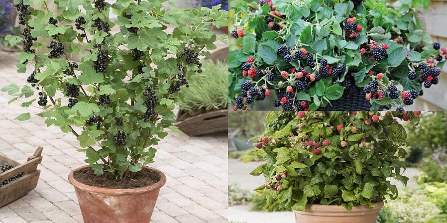 De meeste bessen hebben grote potten nodig