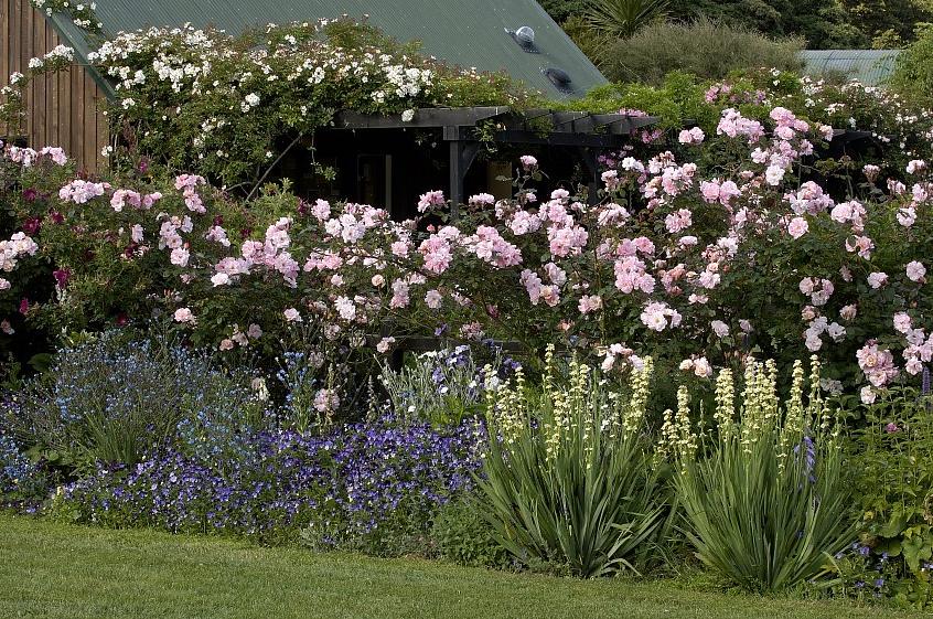 De stekelige bloemen van Salvia-planten zijn qua textuur een interessant contrapunt voor de ronde