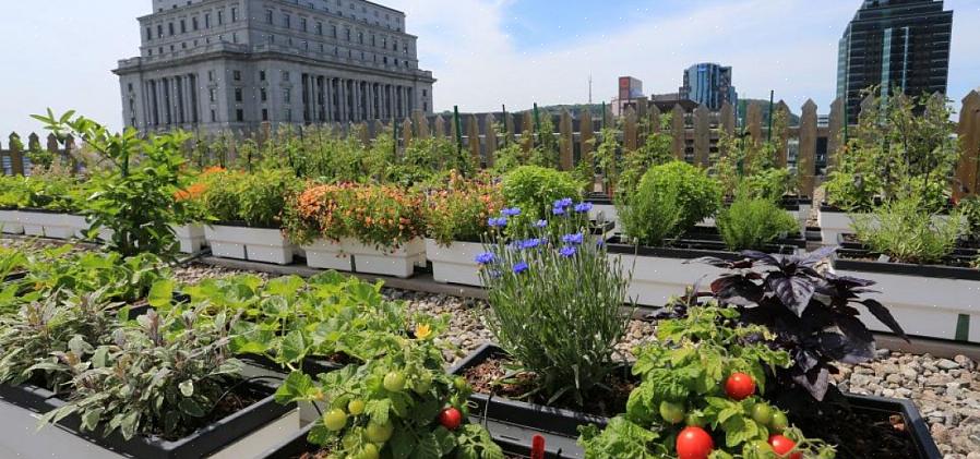 Je kunt elke stijl van een daktuin creëren met in containers gekweekte planten