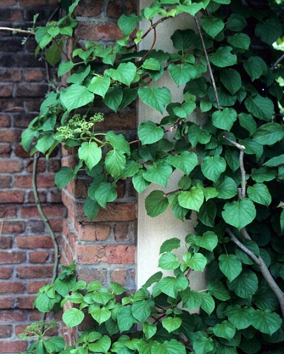 Sommige van deze bloeiende wijnstokplanten kunnen in bepaalde regio's van Europa invasieve soorten zijn