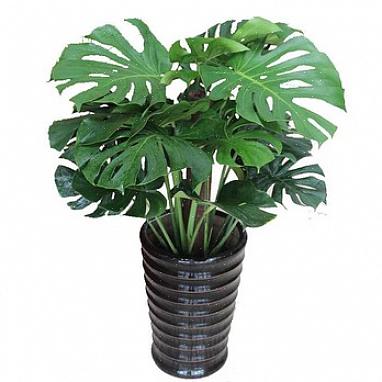 Hogere bladplanten of kleine struiken