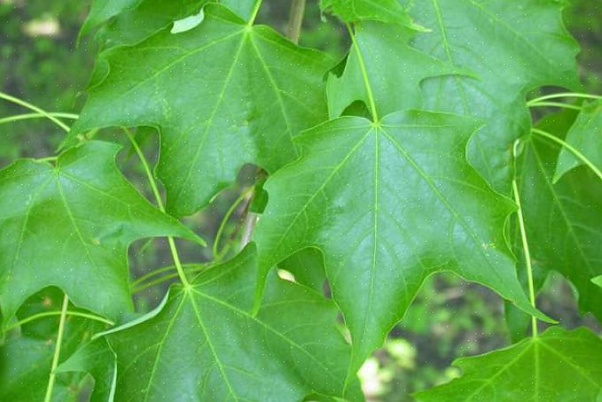 Hoewel alle invasieve planten per definitie ook genaturaliseerde planten zijn