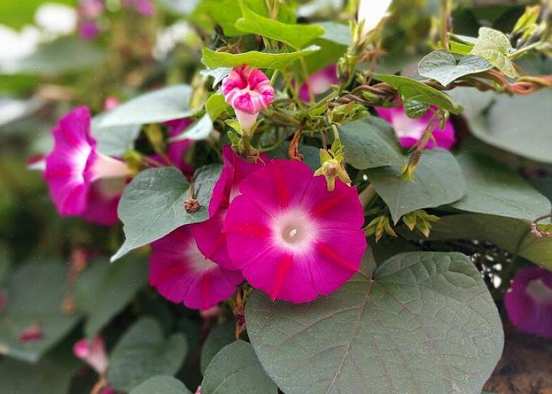 Morning glory-bloemen zijn trompetvormig