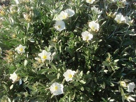 Morning Glories zijn vaak de eerste bloeiende wijnstokken waarmee mensen vertrouwd raken