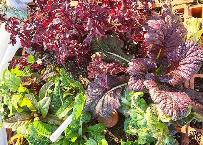 Januari wordt in veel gebieden niet beschouwd als een uitstekende tuinmaand