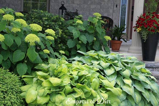 Hosta's met gele bladeren of geurige bloemen kunnen meer zon verdragen dan hosta's met groene