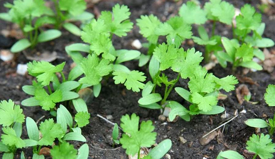 Bladeren - De bladeren aan de basis van de plant zijn waaiervormig