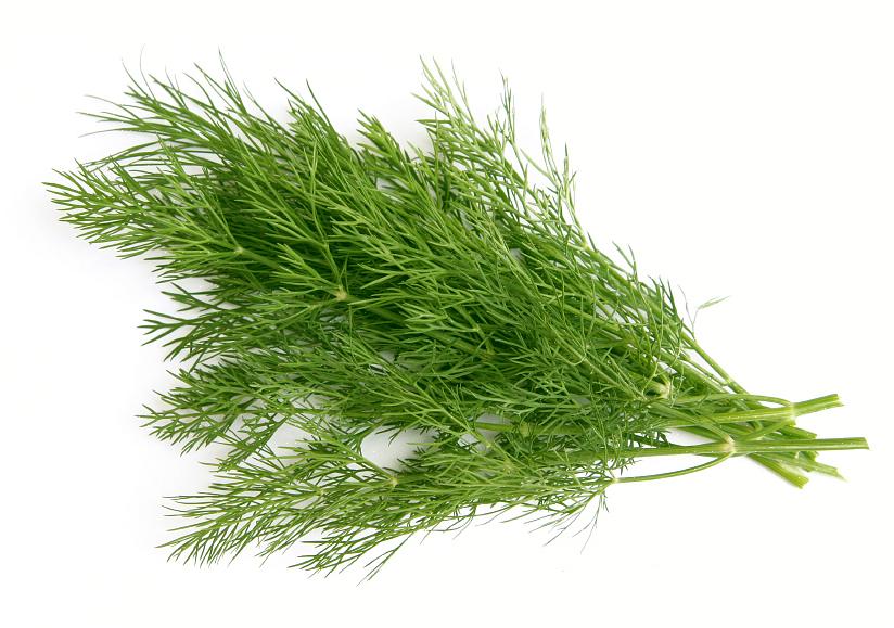Dilleplanten worden als eenjarige planten gekweekt