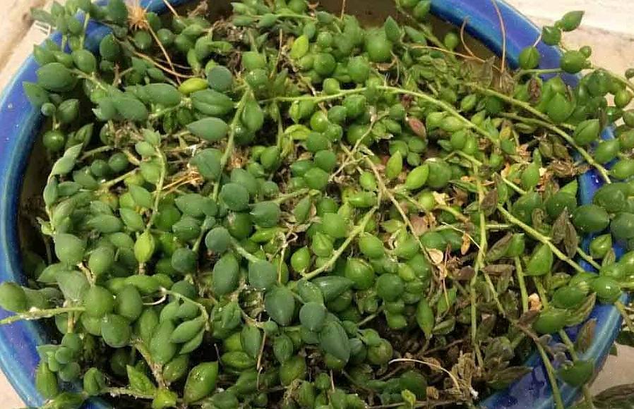 Rowleyanus gewoonlijk een parelsnoer of de kralenplant genoemd