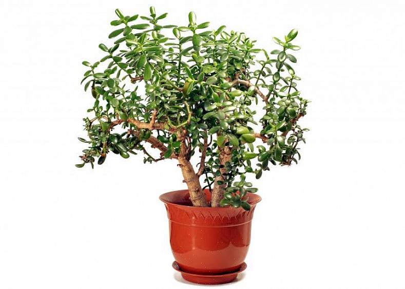 Jade-planten geven de voorkeur aan de volle zon