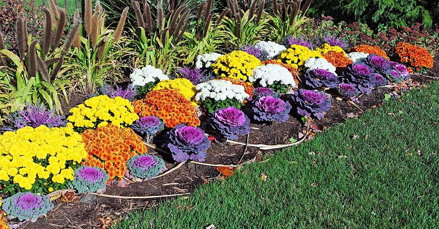 Maar ze bloeien het beste als ze het hele seizoen in de tuin hebben gestaan