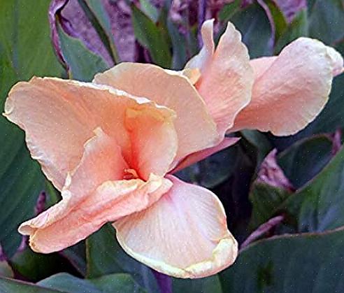 Hoger zullen canna's de hele zomer herbloeien
