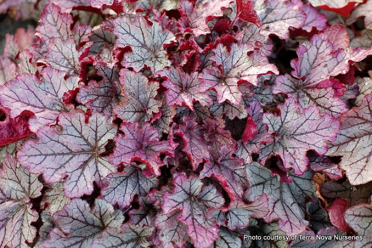 Heuchera 'Venus' voelt zich helemaal thuis in een witte bloementuin of maantuin