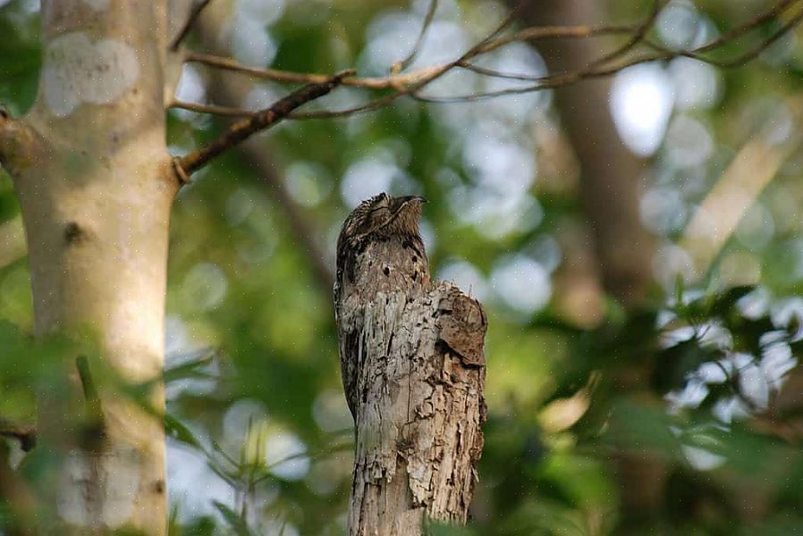 Vogelaars die gecamoufleerde vogels begrijpen