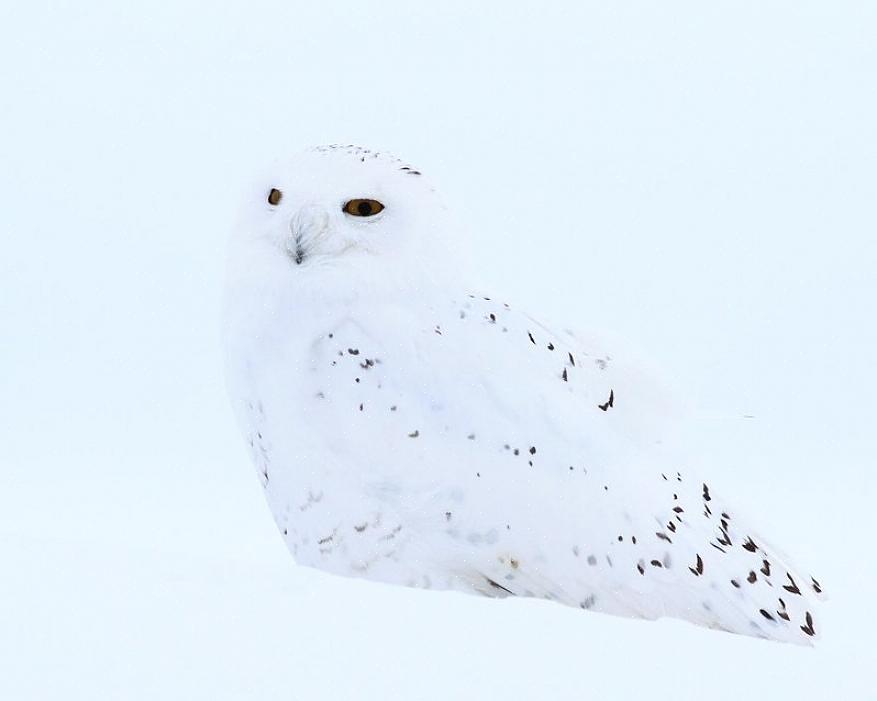De kleuren van het verenkleed van een vogel zijn de eerste camouflage-verdediging