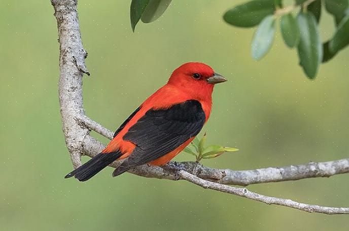 Identificatie van de zomertanager
